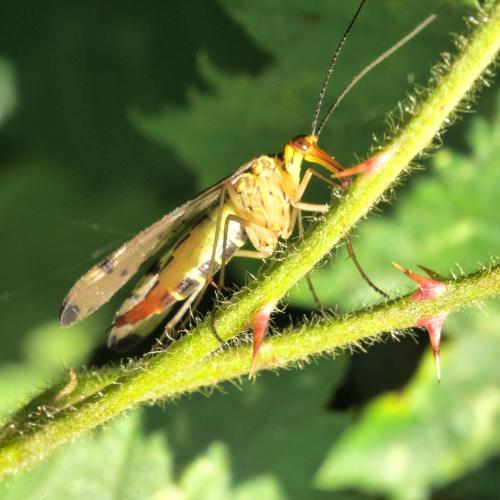 Panorpa sp.